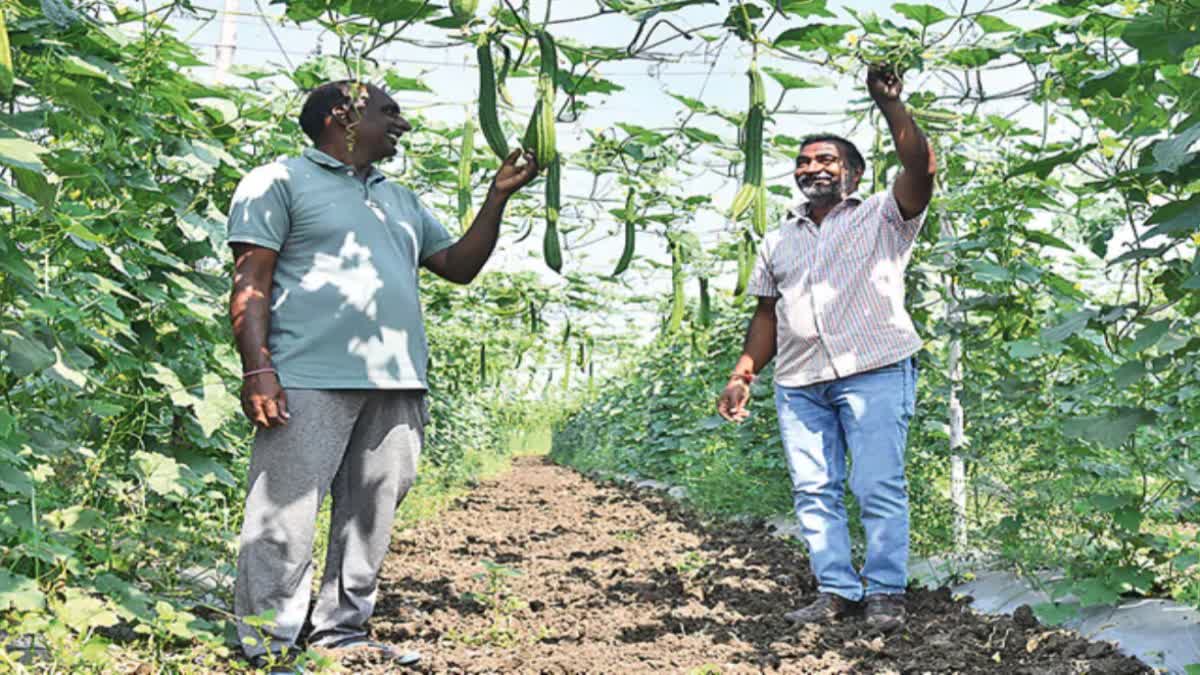 Profits in Vegetable Cultivation