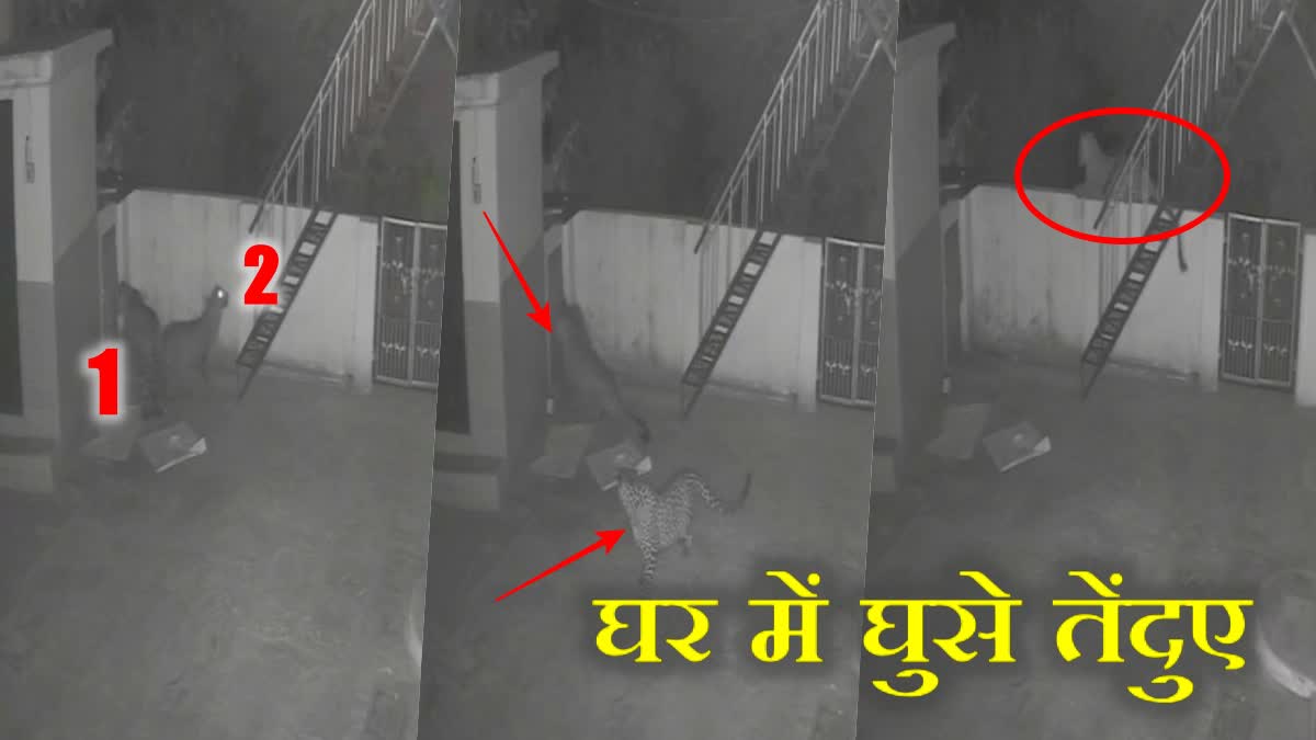 Bhadret village Bilaspur Leopard