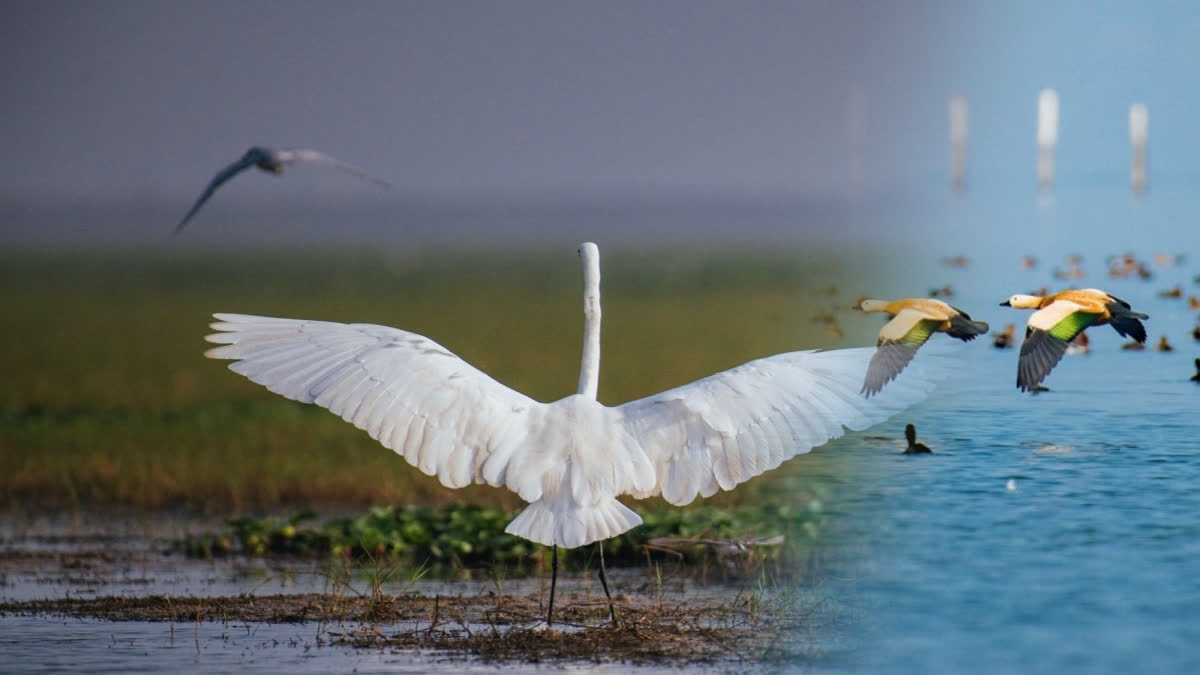 After Chilika flocks of Migratory Birds Seen in Various areas of ganjam and kendrapada