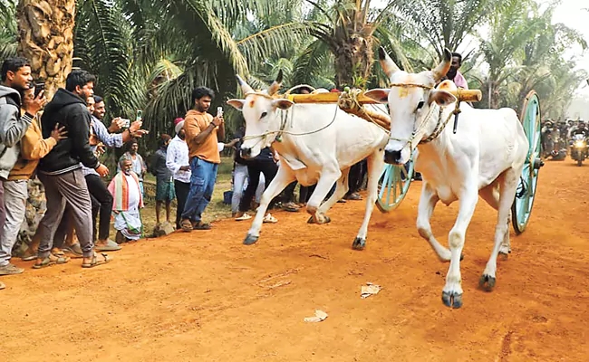 Bulls in a running race at East Godavari District