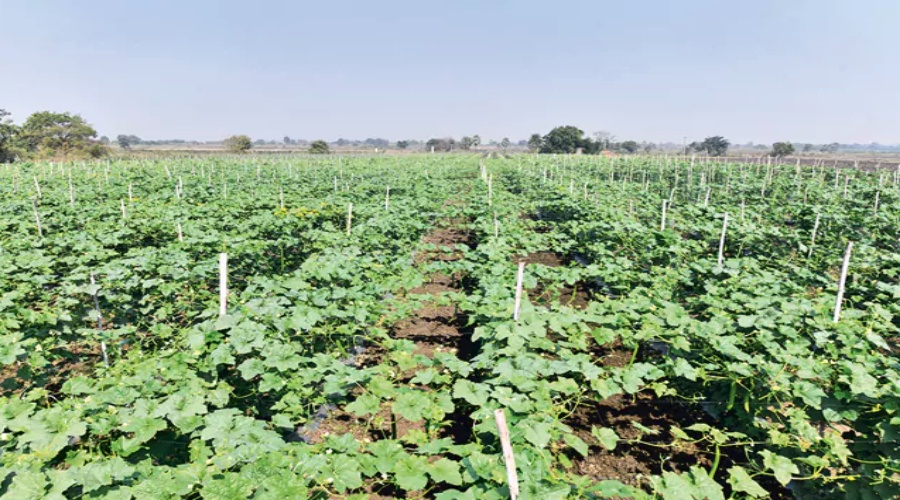 Profits in Vegetable Cultivation