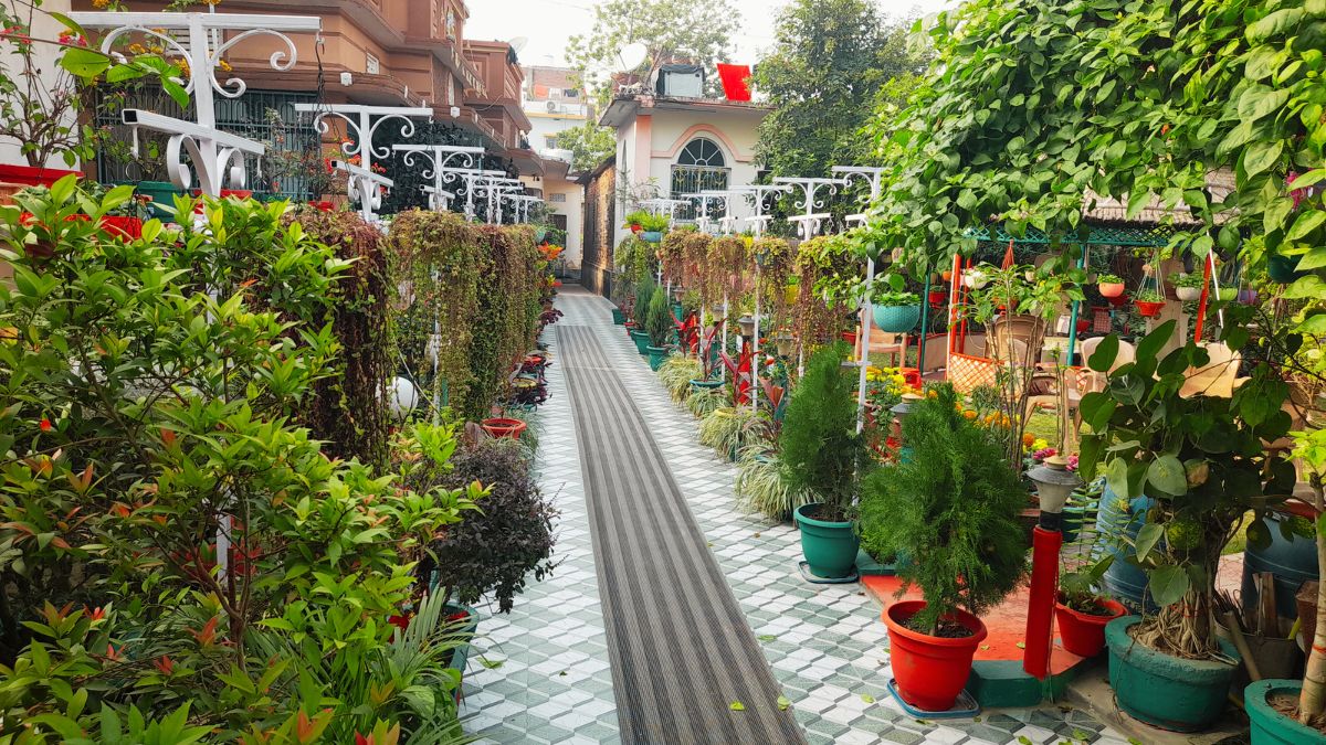 Narendra singh Terrace Gardening in Chhapra