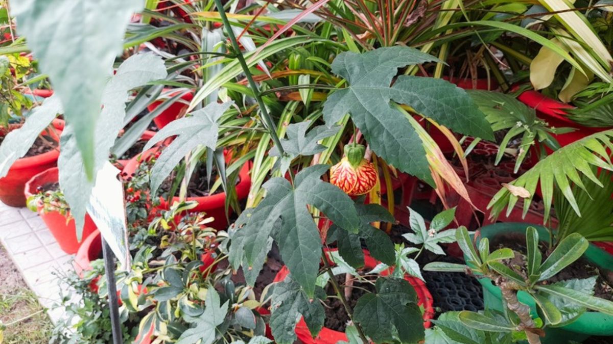 Narendra singh Terrace Gardening in Chhapra