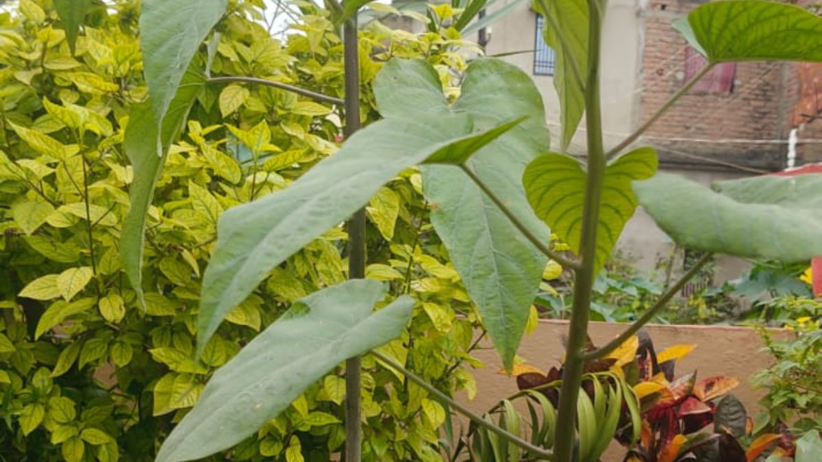 Narendra singh Terrace Gardening in Chhapra