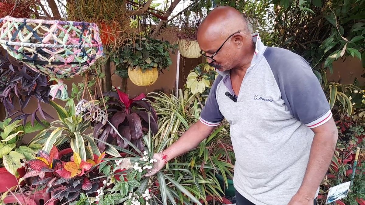Narendra singh Terrace Gardening in Chhapra