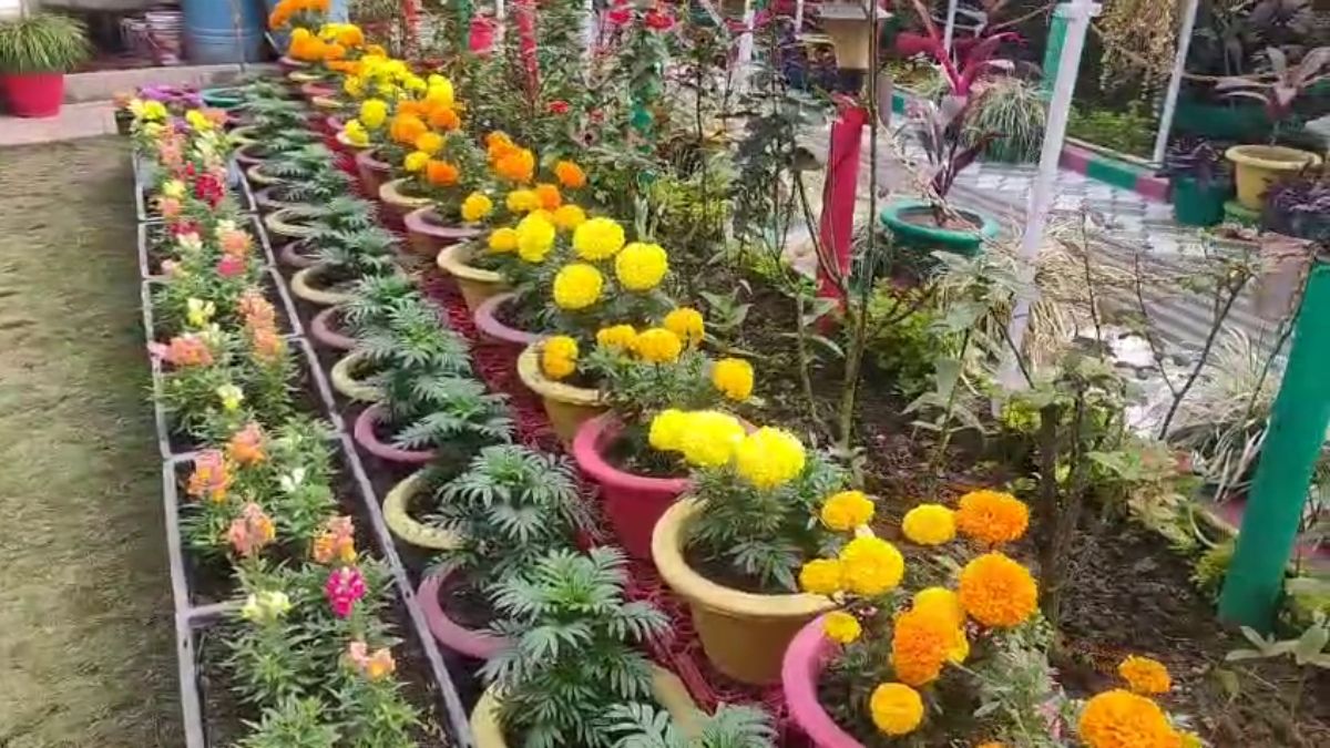Narendra singh Terrace Gardening in Chhapra