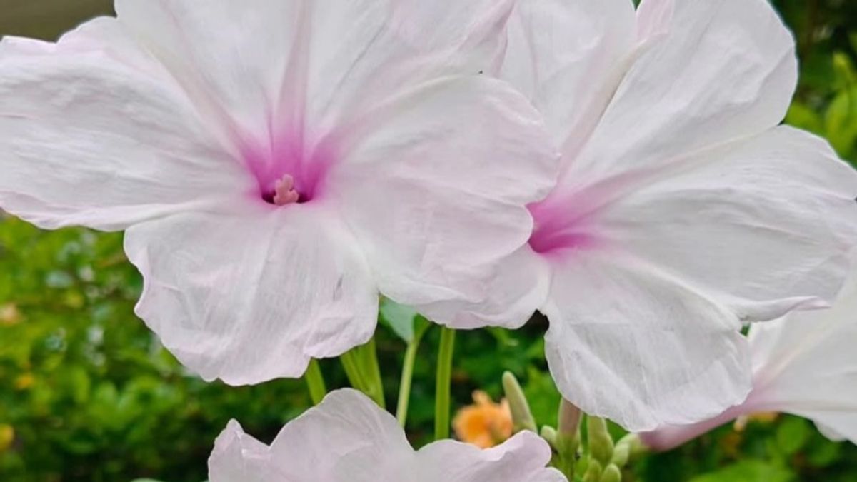 Narendra singh Terrace Gardening in Chhapra