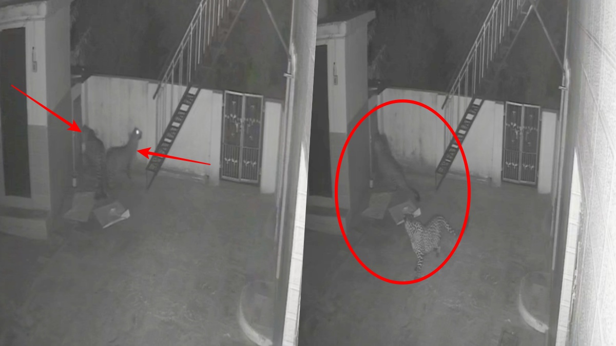 Bhadret village Bilaspur Leopard