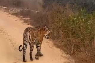 बाघिन में टेरिटरी की फाइट (प्रतीकात्मक)