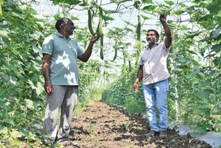 Profits in Vegetable Cultivation