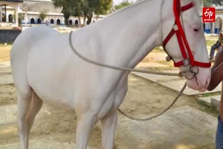 لکھنؤ سے چوری ایرانی ذوالجناح گھوڑا اناؤ سے برآمد ہوا