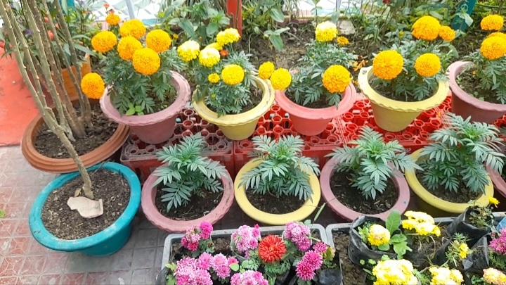 Narendra singh Terrace Gardening in Chhapra