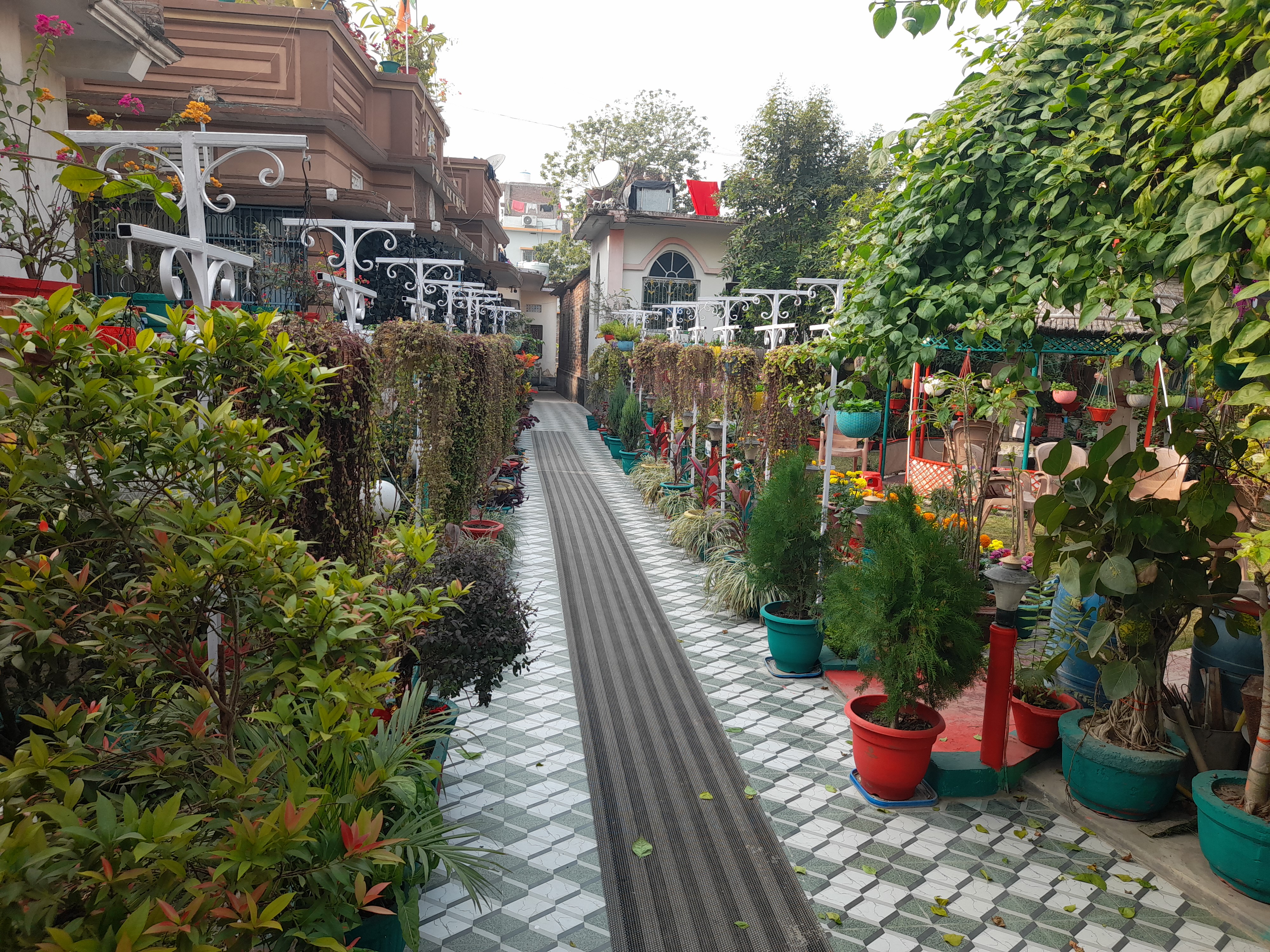 Narendra singh Terrace Gardening in Chhapra