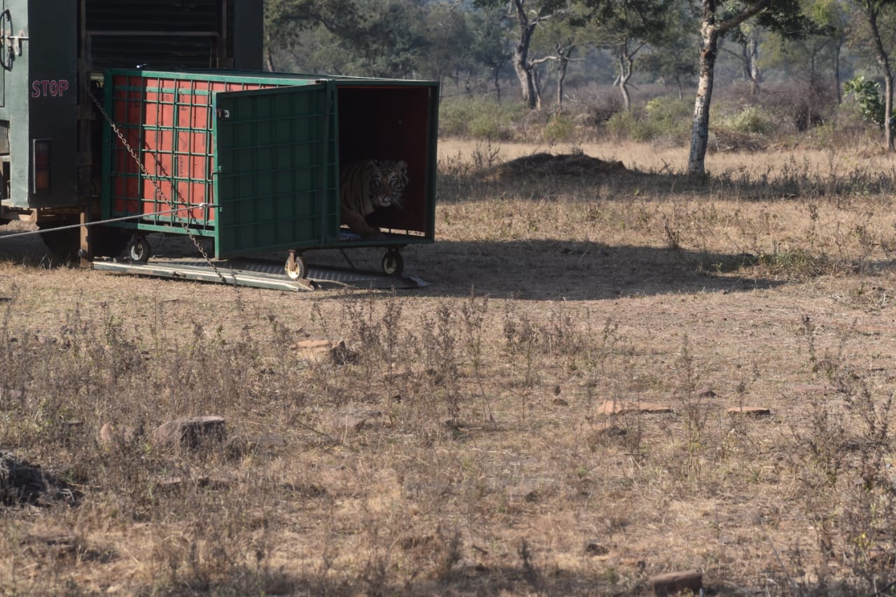 Madhav tiger reserve update