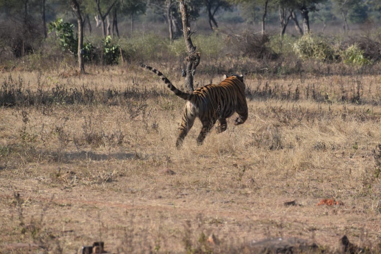 MP Govt Second Bandhavgarh Plan