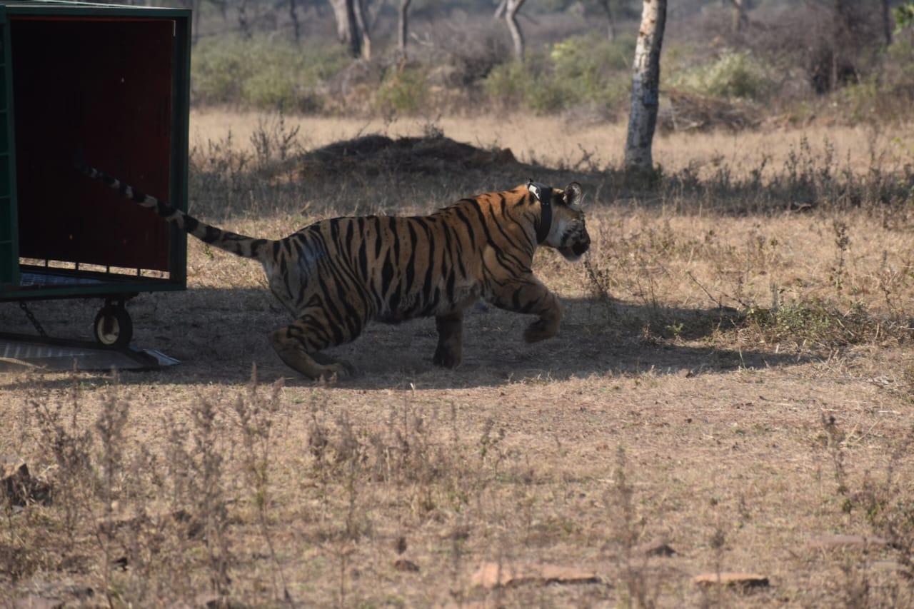 Bandhavgarh national park update