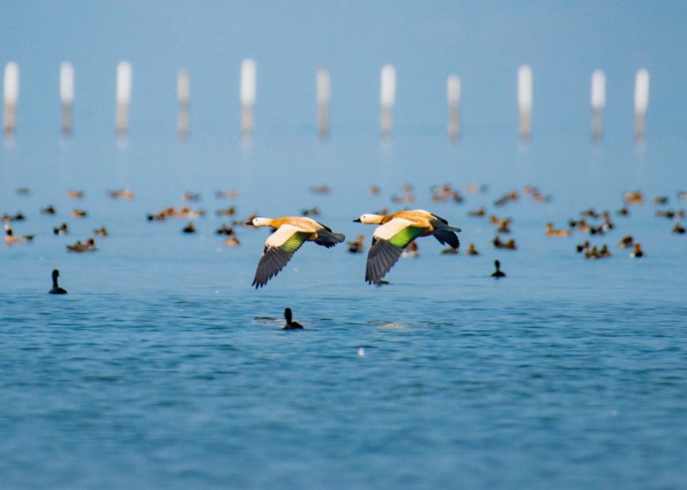 After Chilika flocks of Migratory Birds Seen in Various areas of ganjam and kendrapada