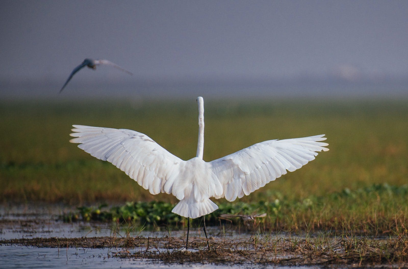 After Chilika flocks of Migratory Birds Seen in Various areas of ganjam and kendrapada