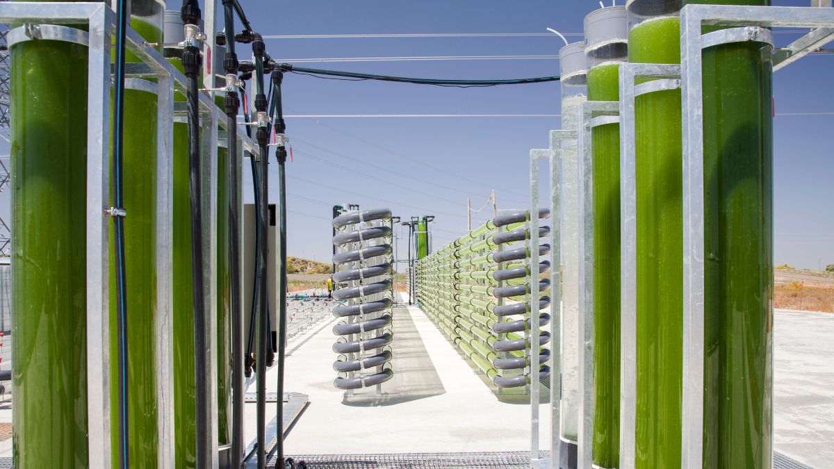 Bioreactors filled with green algae fixing CO2 to help reduce climate change, Arcos de la Frontera, Cadiz, Costa de la Luz, Andalusia, Spain.