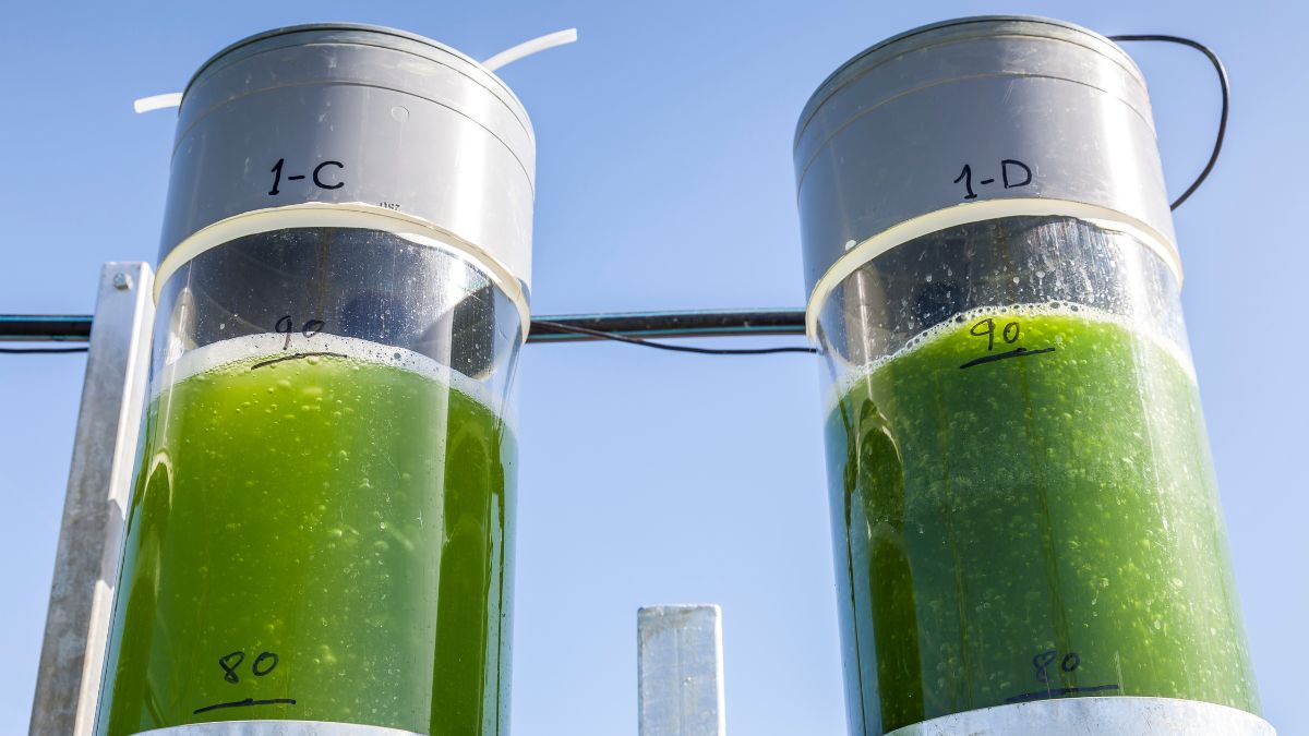 Two bioreactors filled with green algae fixing CO2 to help reduce climate change, Arcos de la Frontera, Cadiz, Costa de la Luz, Andalusia, Spain.