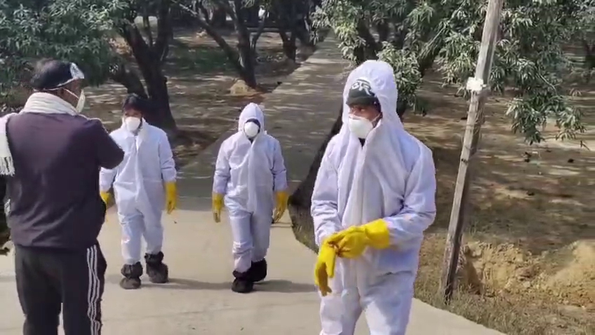 Bird Flu In Darbhanga