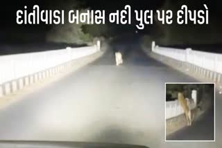 બનાસકાંઠા: દાંતીવાડા બનાસ નદી પુલ પર દીપડો દેખાયો હોવાનો વિડીયો સોશિયલ મીડિયામાં વાયરલ