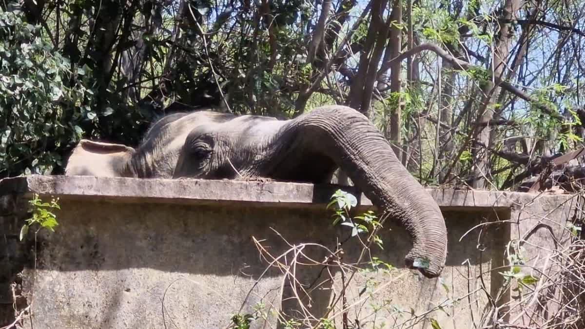 WILD ELEPHANT ATTACK