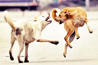 RAICHUR  STRAY DOG ATTACK  BOY DIED IN RAICHUR  ಬೀದಿ ನಾಯಿ ದಾಳಿ