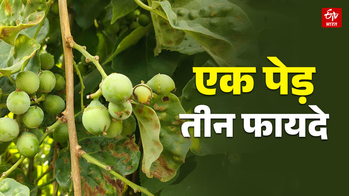 जंगली पेड़ के अनगिनत फायदे, एक लसोड़ा करता है तीन काम, फल से लेकर लकड़ी ...
