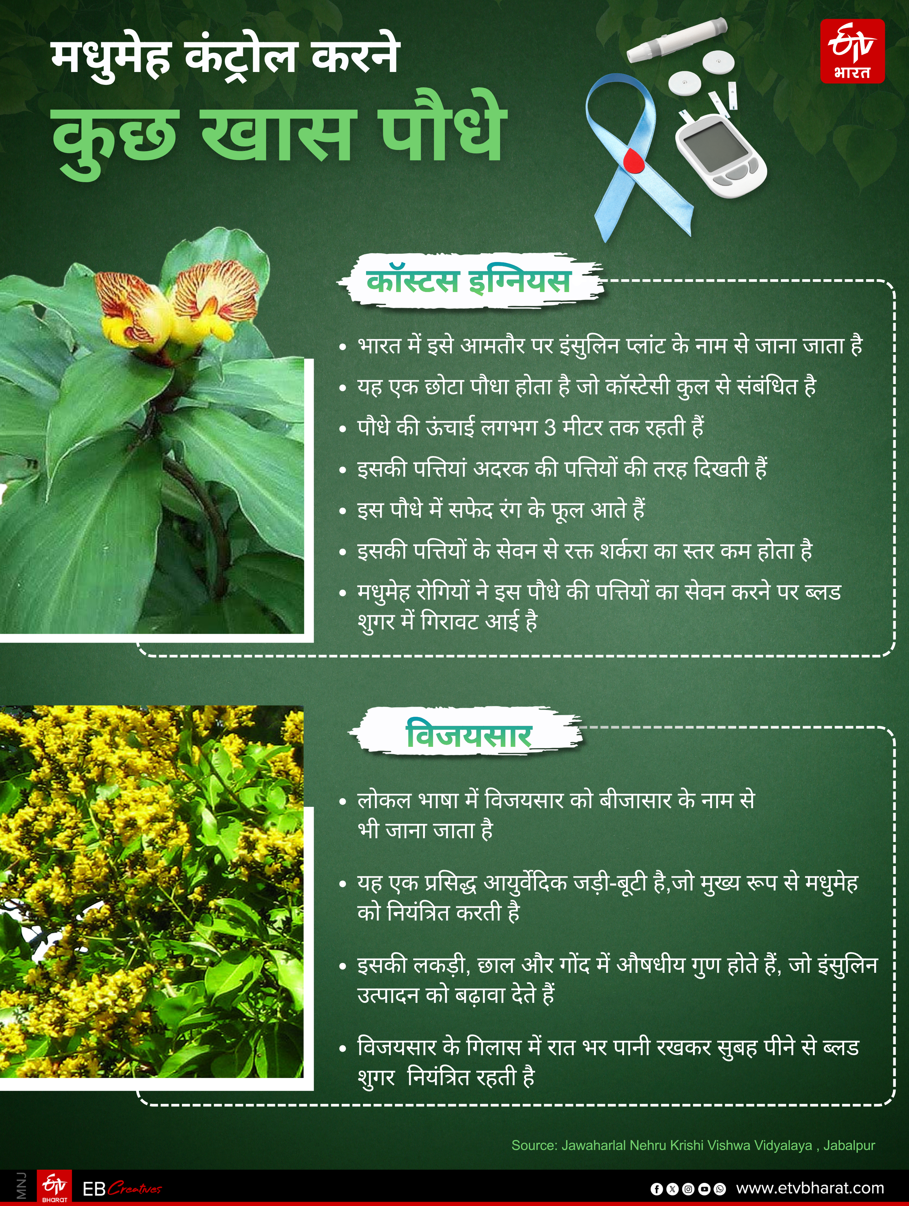 DIABETES CURING HERBAL PLANT