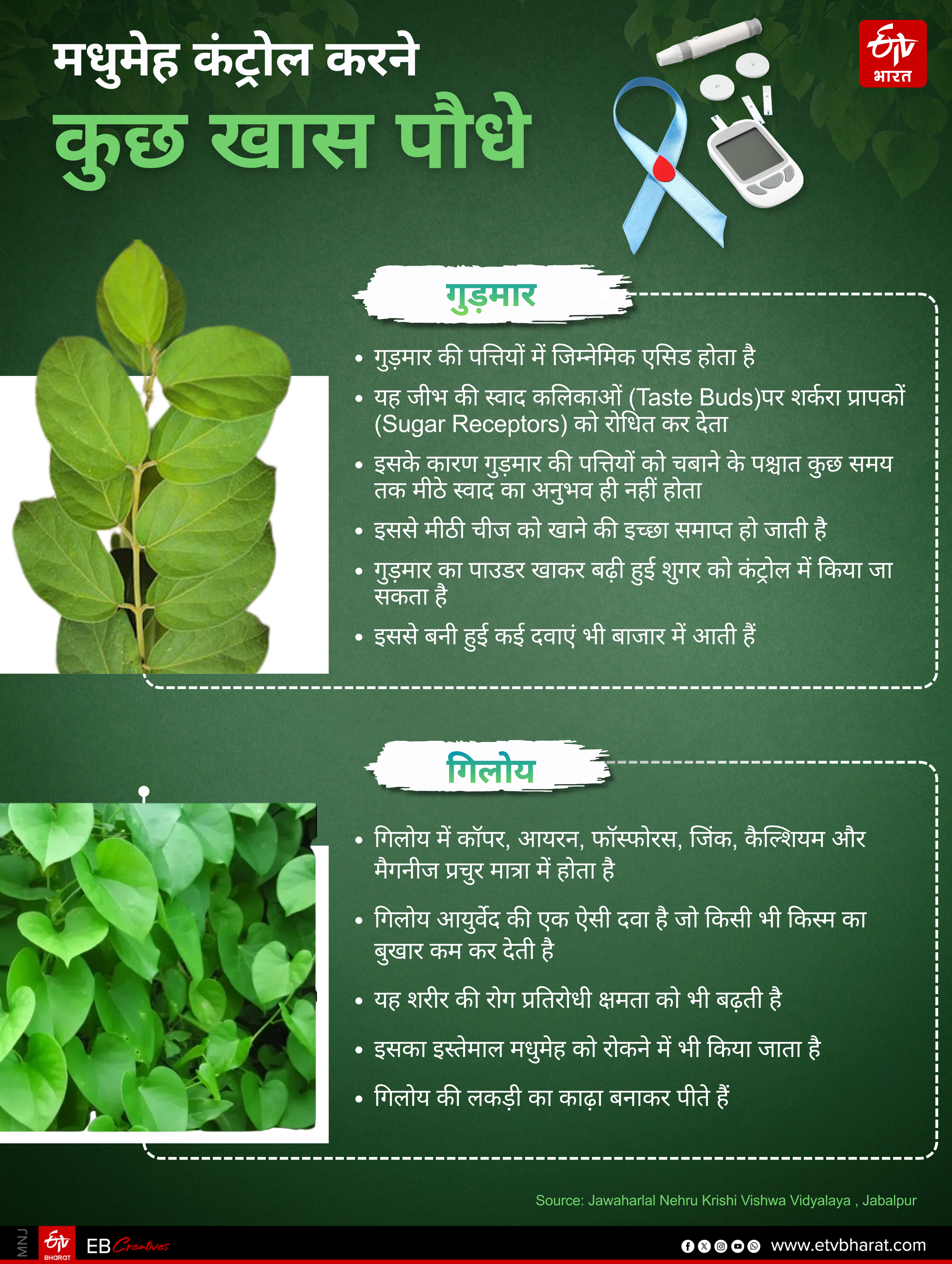 DIABETES CURING HERBAL PLANT