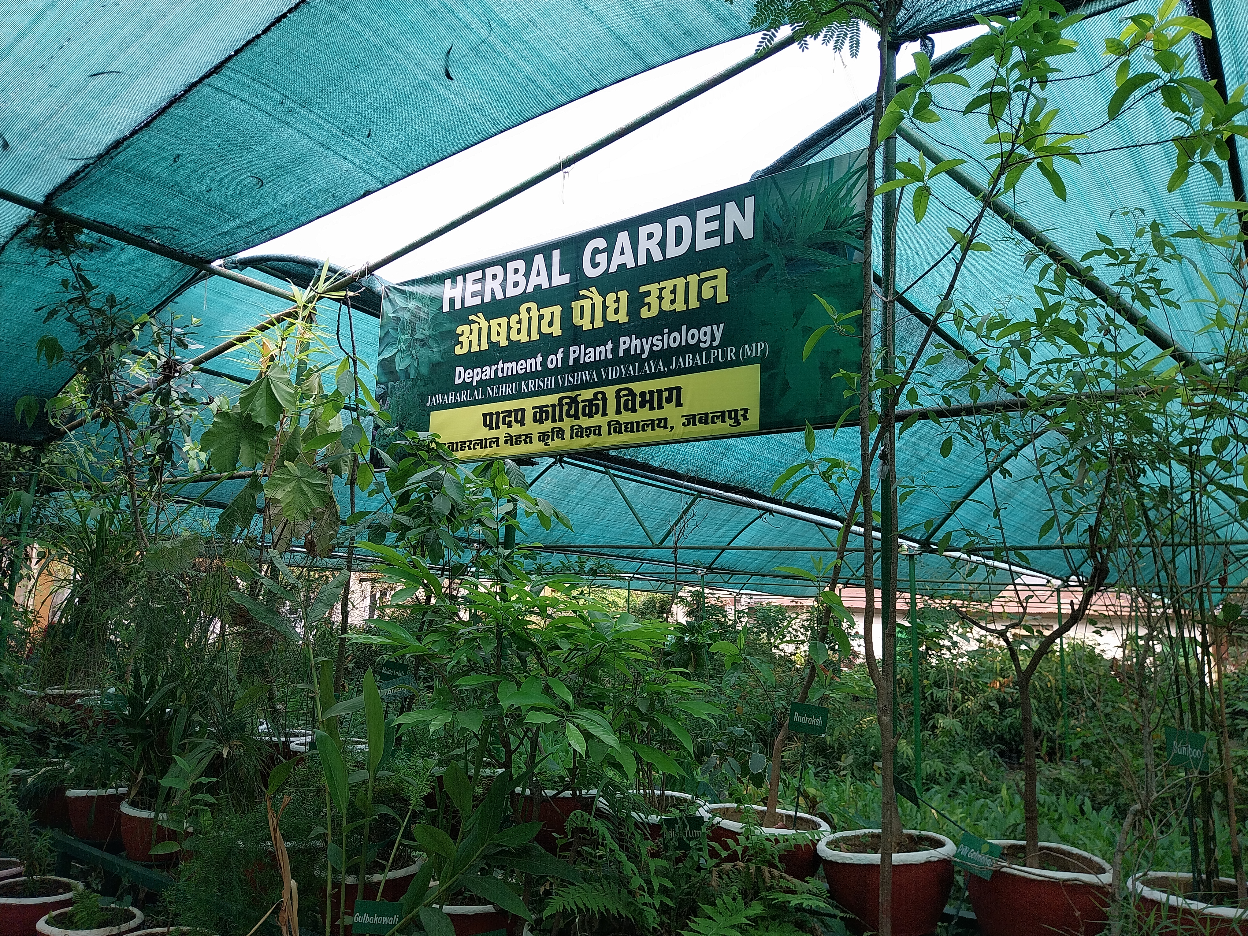 JABALPUR INSULIN PLANT