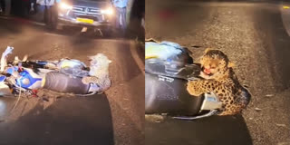 Leopard Rescued From Bike Collision In Bhimtal LEOPARD COLLIDES WITH BIKE