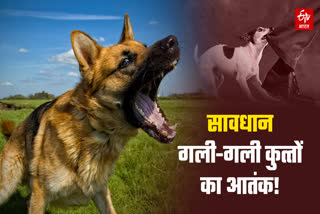VIDISHA STRAY DOGS HAVOC