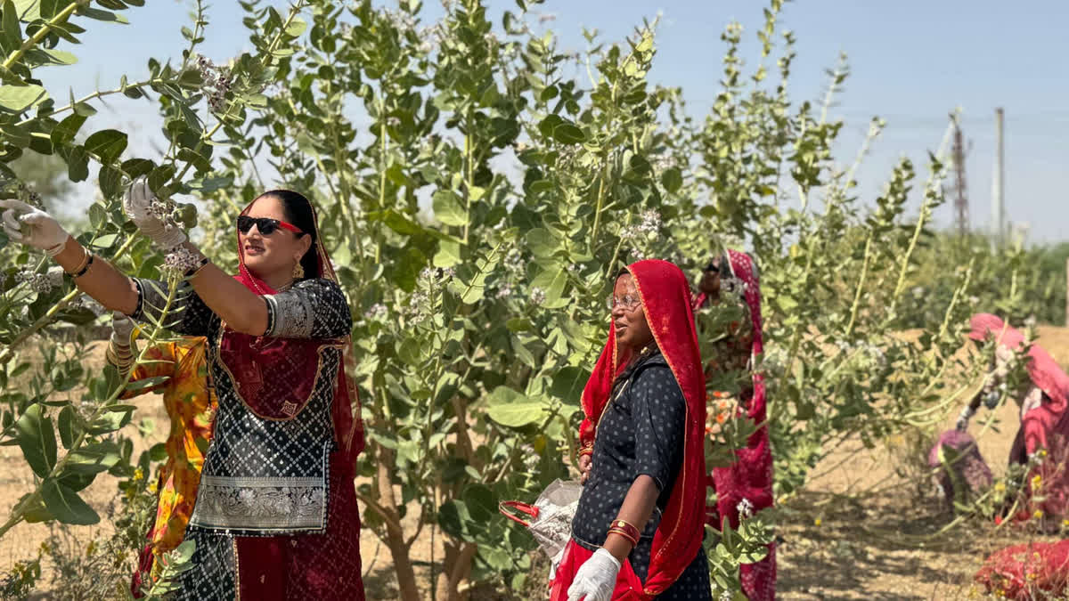 The Aak Awakening: How Rural Women In Rajasthan’s Thar Are Spinning A Fabric Revolution The Aak Awakening: When Rural Women In Rajasthan’s Thar Are Spinning A Fabric Revolution