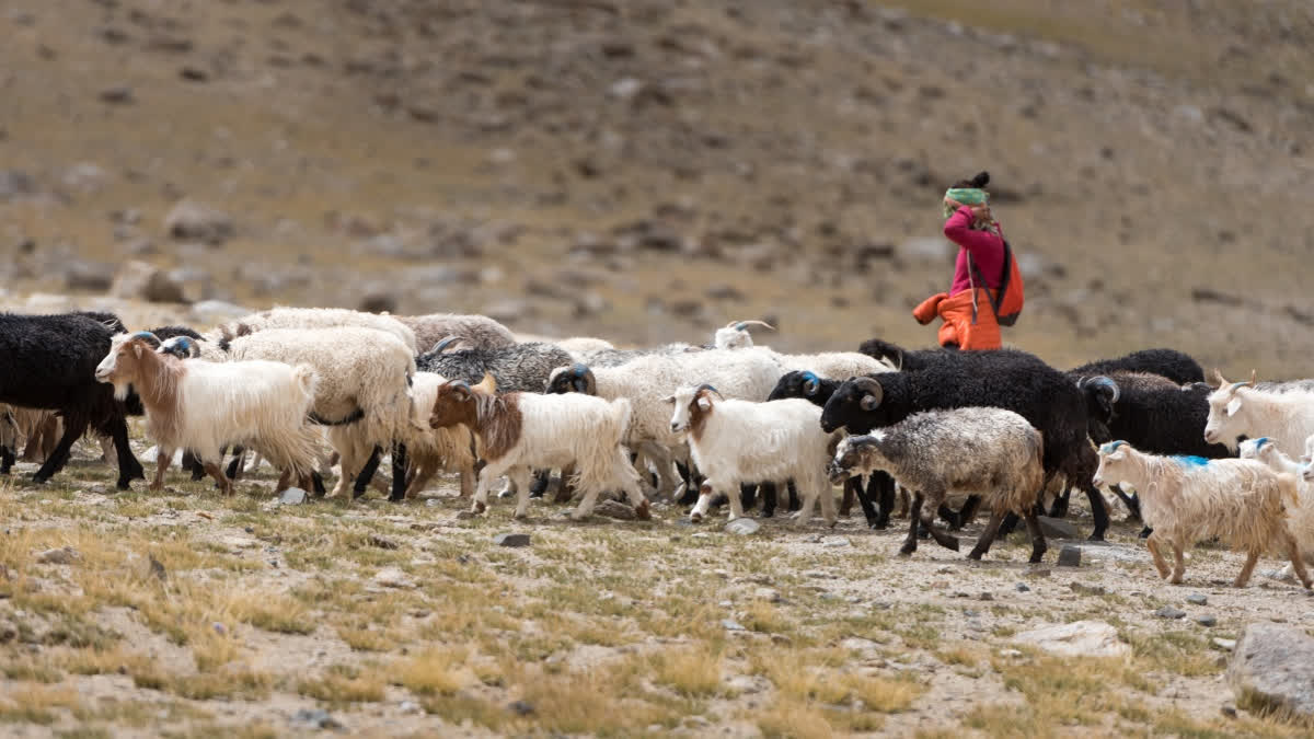 Mixed Relief For Shepherds In Kashmir As They Get Delayed Permission For Pastures Mixed Relief For Shepherds In Kashmir As They Get Delayed Permission For Pastures