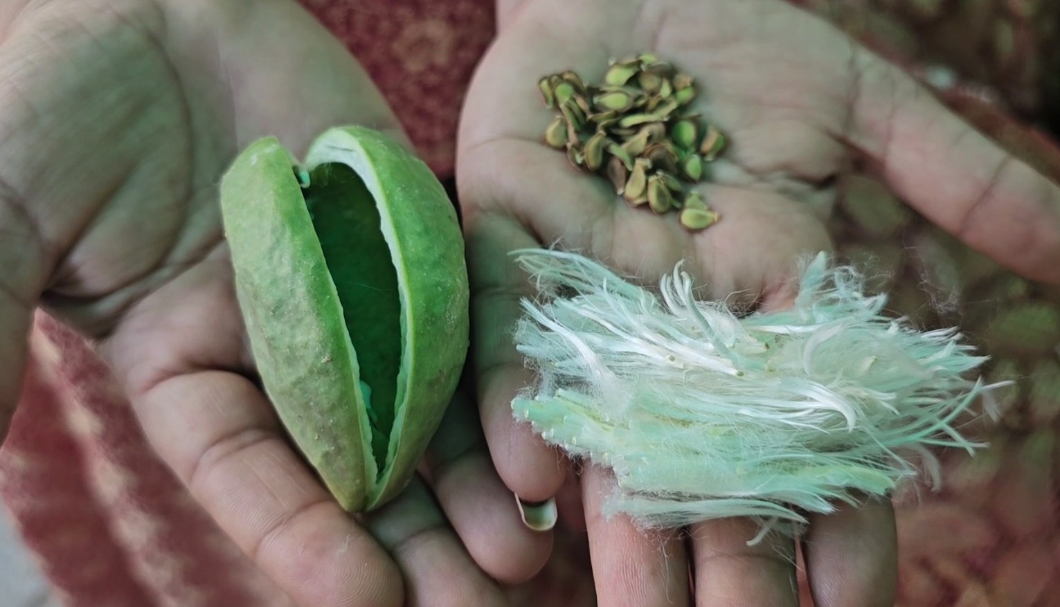 The Aak Awakening: When Rural Women In Rajasthan’s Thar Are Spinning A Fabric Revolution