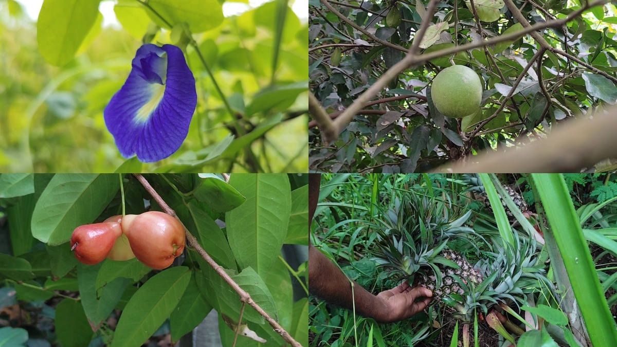 Inspired By Fukuoka, How A Davangere Farmer Lives Off The Grid, Rejects Plastics, Schools, And Supermarkets