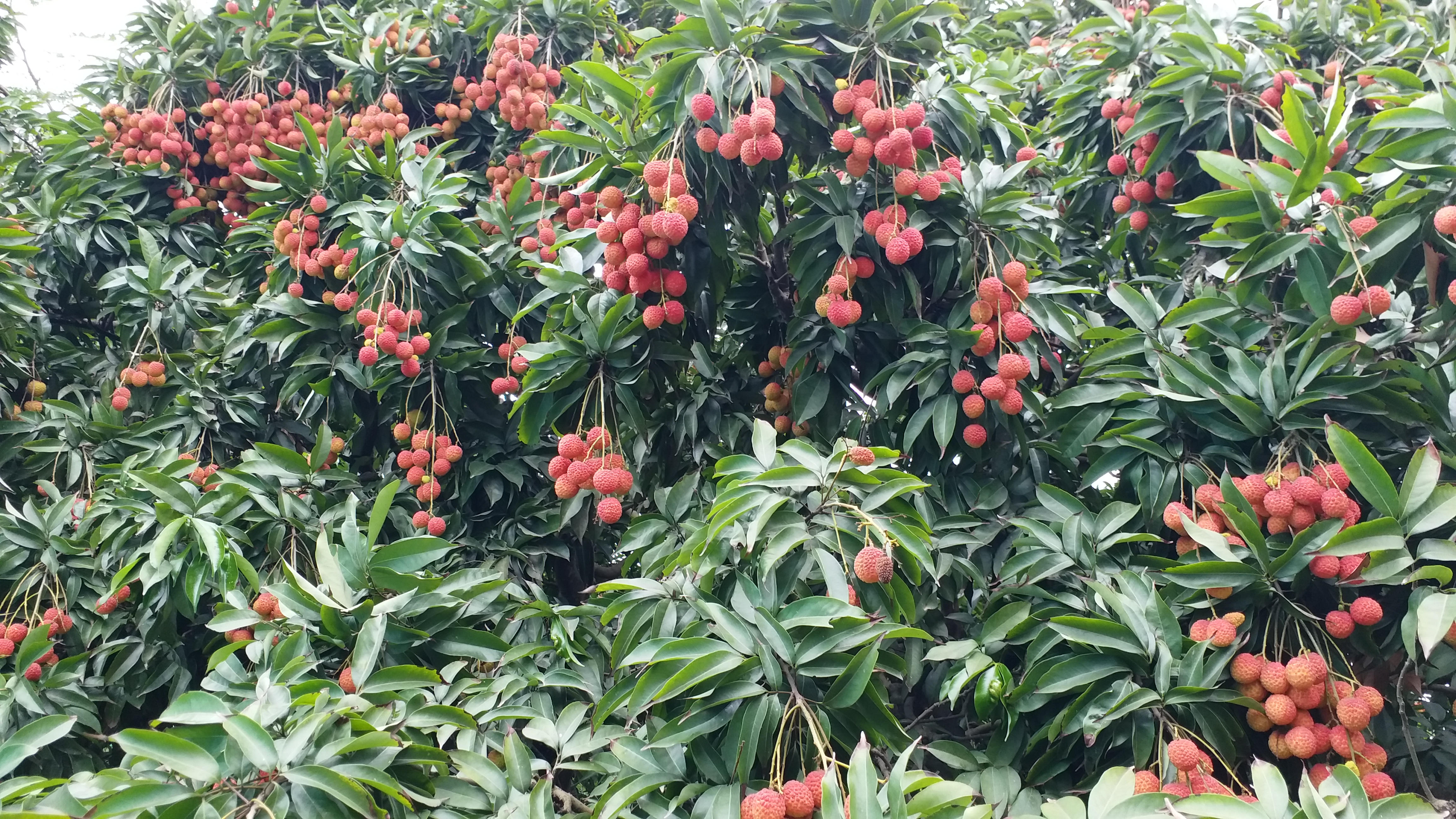Tezpur Paltan Pukhuri litchi Garden