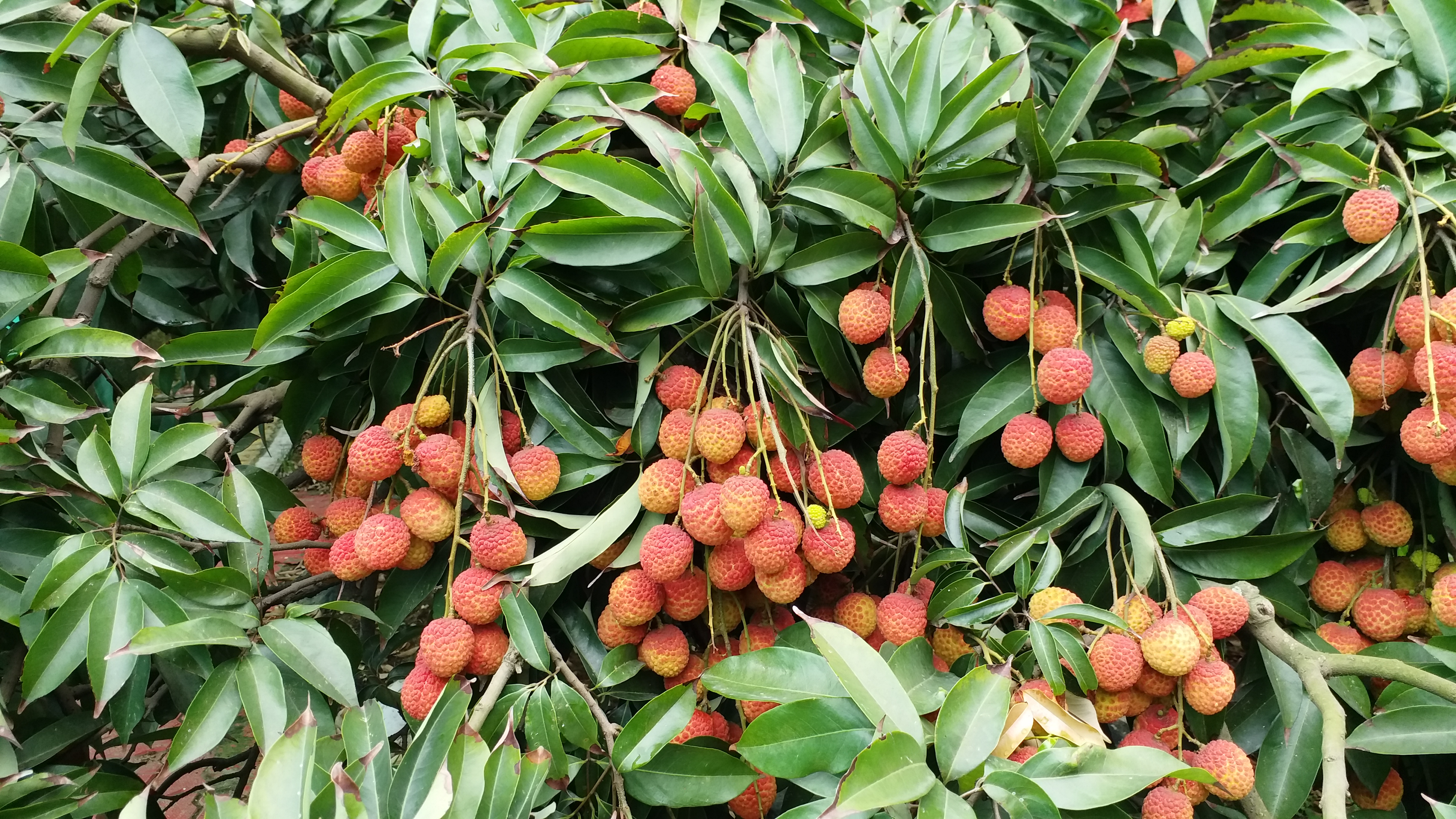 Tezpur Paltan Pukhuri litchi Garden