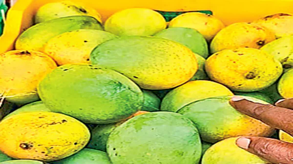 Vizag Organic Mango Miyazaki 999 Rupees