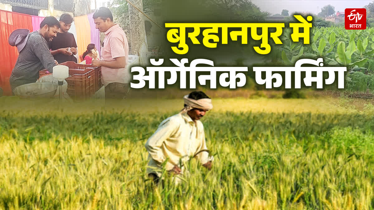 BURHANPUR ORGANIC VEGETABLES, CROPS FARMING