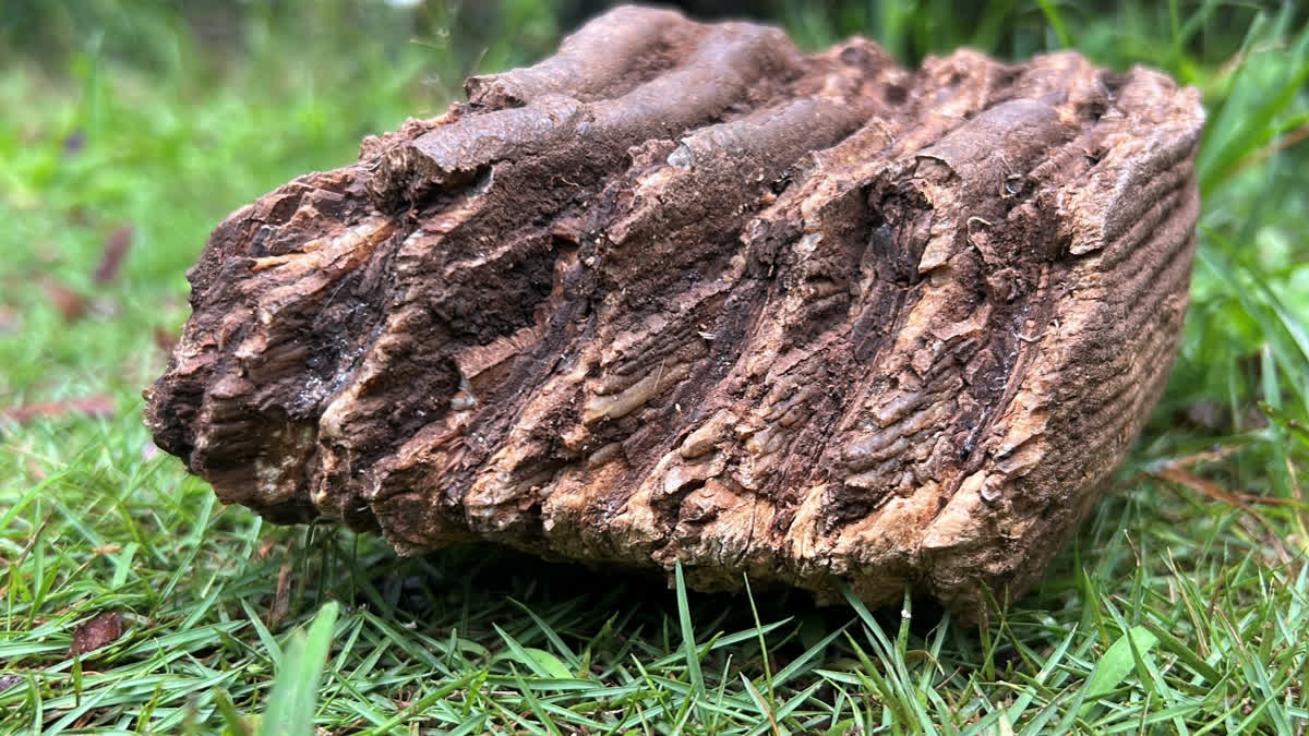 Unique Object Believed To Be Fossil From Prehistoric Times Discovered In Idukki Village