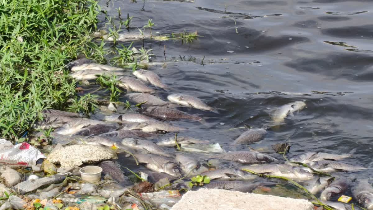 UJJAIN GOVARDHAN SAGAR FISH DIED