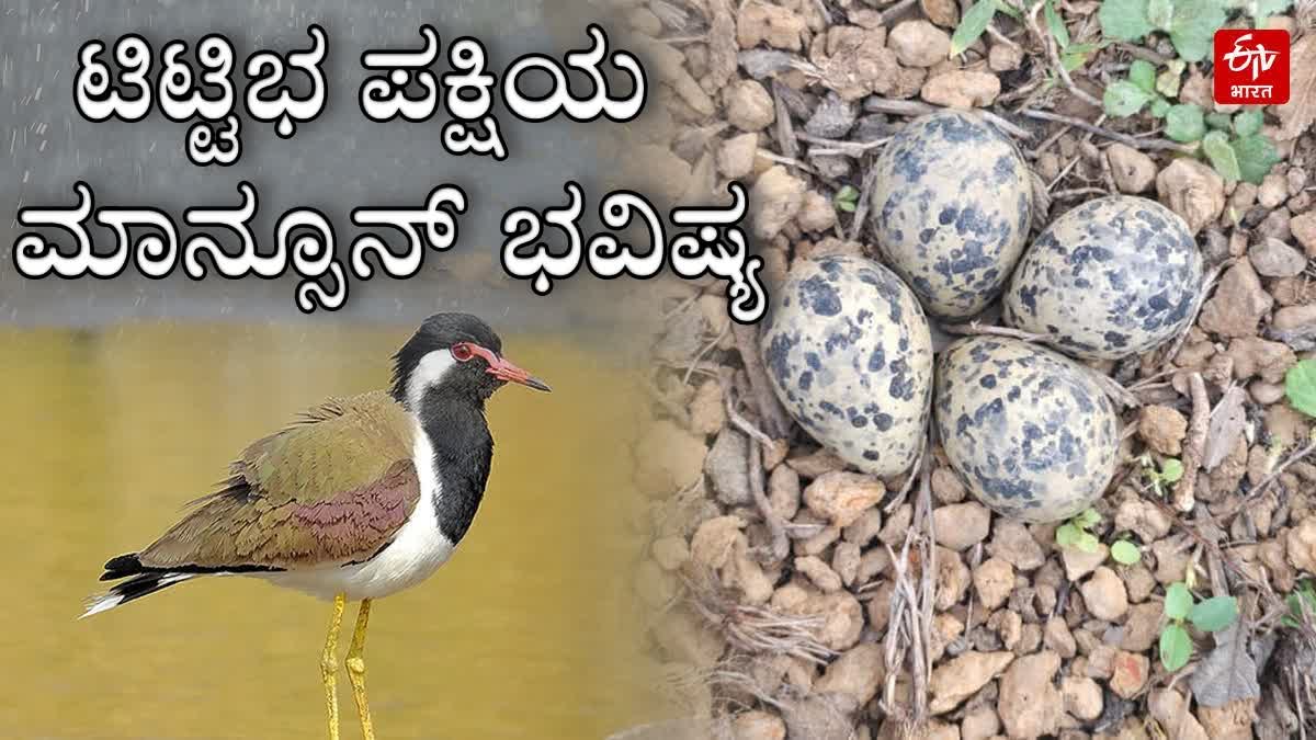 south-panna-forest-division-raipura-range-red-wattled-lapwing-4-eggs-found