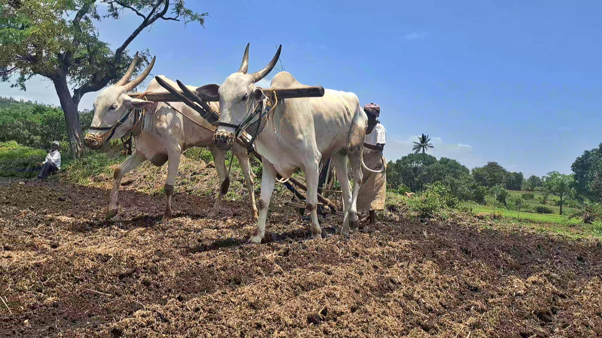 the-demand-for-fertilizer-in-belagavi-has-increased-but-the-farmers-are-not-being-supplied-in-the-required-quantity