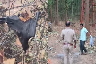 Mysterious death of bats