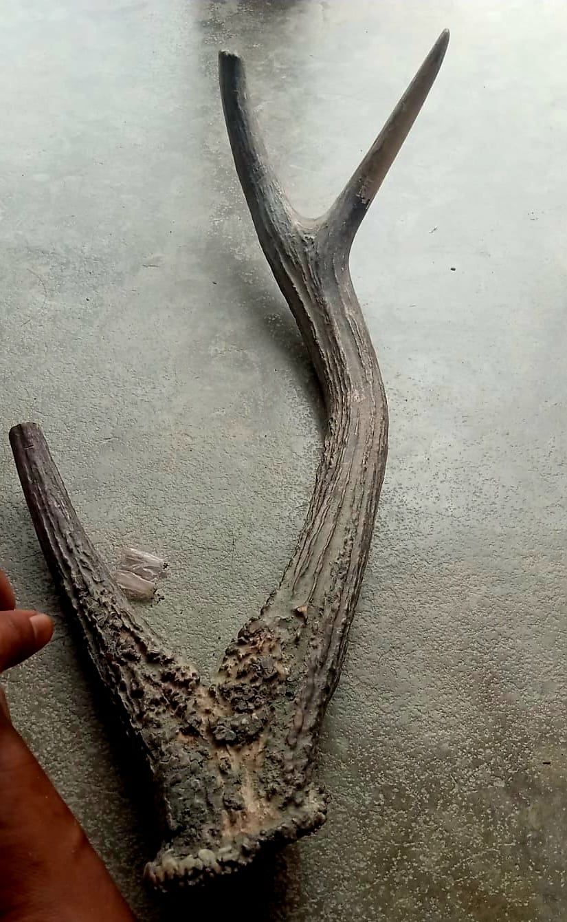 Smuggling Elephant Tusks