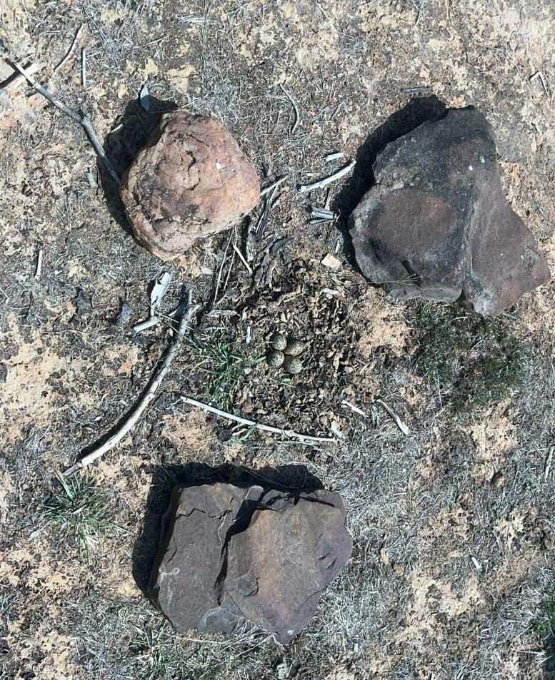 south-panna-forest-division-raipura-range-red-wattled-lapwing-4-eggs-found