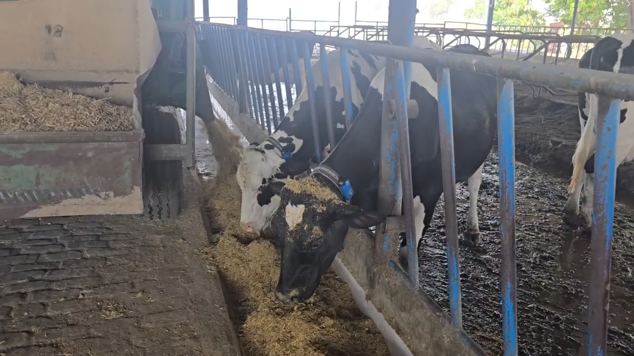 Nirmal Singh of Karnal has established a multi crore high tech dairy farm using Israeli technology